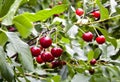 Ripe cherries with drops of rain Royalty Free Stock Photo