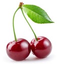 Ripe cherries. Fresh berries isolated on a white background Royalty Free Stock Photo