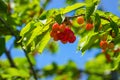Ripe cherries on green branches against blue sky Royalty Free Stock Photo