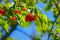 Ripe cherries on green branches against blue sky Royalty Free Stock Photo