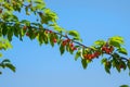 Ripe cherries on green branches against blue sky Royalty Free Stock Photo