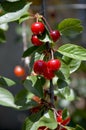 Ripe cherries hang on a branch of a cherry tree on a green background Royalty Free Stock Photo