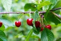 Ripe cherries hang on a cherry tree branch, close-up. Fruit tree growing in organic cherry orchard on a sunny day Royalty Free Stock Photo