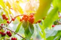 Ripe cherries hang on a cherry tree branch, close-up. Fruit tree growing in organic cherry orchard on a sunny day Royalty Free Stock Photo