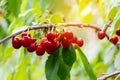 Ripe cherries hang on a cherry tree branch, close-up. Fruit tree growing in organic cherry orchard on a sunny day Royalty Free Stock Photo