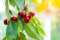 Ripe cherries hang on a cherry tree branch, close-up. Fruit tree growing in organic cherry orchard on a sunny day Royalty Free Stock Photo