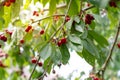 Ripe cherries hang on a cherry tree branch, close-up. Fruit tree growing in organic cherry orchard on a sunny day Royalty Free Stock Photo