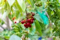 Ripe cherries hang on a cherry tree branch, close-up. Fruit tree growing in organic cherry Royalty Free Stock Photo