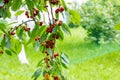 Ripe cherries hang on a cherry tree branch, close-up. Fruit tree growing in organic cherry Royalty Free Stock Photo