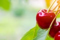 Ripe cherries hang on a cherry tree branch, close-up. Fruit tree growing in organic cherry orchard on a sunny day. Macro Royalty Free Stock Photo