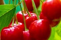 Ripe cherries hang on a cherry tree branch, close-up. Fruit tree growing in organic cherry orchard on a sunny day. Macro Royalty Free Stock Photo