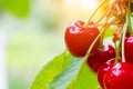 Ripe cherries hang on a cherry tree branch, close-up. Fruit tree growing in organic cherry orchard on a sunny day. Macro Royalty Free Stock Photo