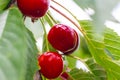 Ripe cherries hang on a cherry tree branch, close-up. Fruit tree growing in organic cherry orchard on a sunny day. Royalty Free Stock Photo