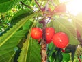 Ripe cherries hang from a tree branch. Drops of water on the fruit. Cherry tree after rain with sun rays Royalty Free Stock Photo