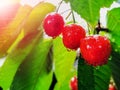 Ripe cherries hang from a tree branch. Drops of water on the fruit. Cherry tree after rain with sun rays Royalty Free Stock Photo