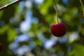 Ripe cherries hanging from a cherry tree branch. Water droplets on fruits, cherry orchard after the rain Royalty Free Stock Photo