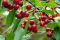 Ripe cherries hanging from a cherry tree branch. Water droplets on fruits, cherry orchard after the rain Royalty Free Stock Photo