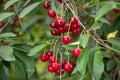 Ripe cherries hanging from a cherry tree branch. Water droplets on fruits, cherry orchard after the rain Royalty Free Stock Photo
