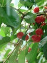 Ripe cherries hanging from a cherry tree branch. Water droplets on fruits, cherry orchard after rain Royalty Free Stock Photo