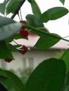 Ripe cherries hanging from a cherry tree branch. Water droplets on fruits, cherry orchard after rain Royalty Free Stock Photo