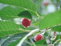 Ripe cherries hanging from a cherry tree branch. Water droplets on fruits, cherry orchard after rain Royalty Free Stock Photo