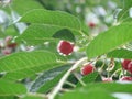 Ripe cherries hanging from a cherry tree branch. Water droplets on fruits, cherry orchard after rain Royalty Free Stock Photo