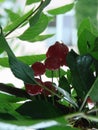 Ripe cherries hanging from a cherry tree branch. Water droplets on fruits, cherry orchard after rain Royalty Free Stock Photo