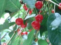 Ripe cherries hanging from a cherry tree branch. Water droplets on fruits, cherry orchard after rain Royalty Free Stock Photo