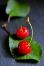 Ripe cherries with leaf Royalty Free Stock Photo