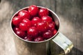 Ripe cherries in a mug Royalty Free Stock Photo