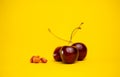 ripe cherries with pits are isolated against the background Royalty Free Stock Photo