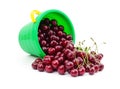 Ripe cherries poured out of a children`s bucket