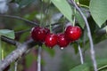 Ripe cherries after rain Royalty Free Stock Photo