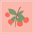 Ripe cherries. Sweet cherry berry on branch with leaves vector hand drawn illustration on red background Royalty Free Stock Photo