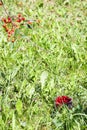 Ripe cherries in glass cup on green grass background. Fresh wet red cherry fruits in summer garden in the countryside Royalty Free Stock Photo