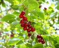 Ripe cherries on tree branch Royalty Free Stock Photo