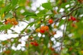 Ripe cherries on a tree with green foliage and bokeh. A beautiful orchard Royalty Free Stock Photo