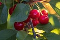 Ripe cherries on a tree Royalty Free Stock Photo