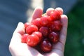 Ripe cherries in a white cup on a background of green grass. juicy sweet berries