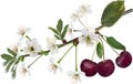 Ripe cherry berries and flowers on green branch