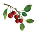 Bunch of ripe cherry berries with green leafs.