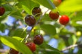 Ripe cherry berries on a tree branch in garden Royalty Free Stock Photo