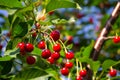 Ripe cherry berries on a tree branch in garden Royalty Free Stock Photo