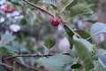 Ripe cherry. Blushing berries on the branches. Healthy fruits and snacks. wood. A lot of summer multi-seeded berries