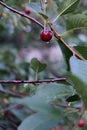 Ripe cherry. Blushing berries on the branches. Healthy fruits and snacks. wood. A lot of summer multi-seeded berries