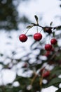 Ripe cherry. Blushing berries on the branches. Healthy fruits and snacks. wood. A lot of summer multi-seeded berries