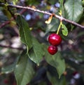 Ripe cherry on a branch with drops after rain, macro