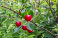 Ripe cherry on a branch in the garden Royalty Free Stock Photo