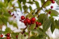 Ripe cherry on a branch of a cherry tree.