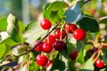 Cherries in the orchard